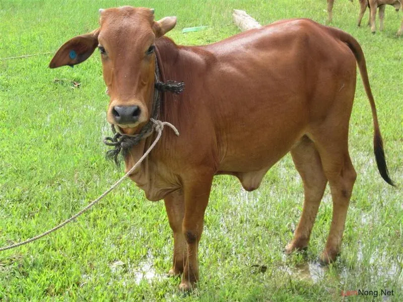 150+ Ảnh Con Bò Tuyển Tập Chất Lượng Cao Ấn Tượng Nhất · ảnh 3